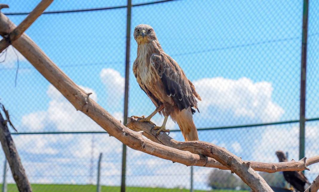 Yırtıcı bilinen masum kuşlar Dicle’yi mesken tuttu 4